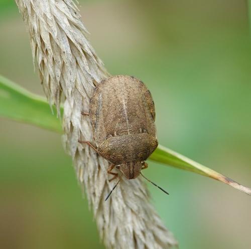 Réf. 314 939 : Eurygaster testudinaria